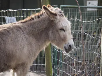 Lens Polder Petting zoo in Newport (Belgium)